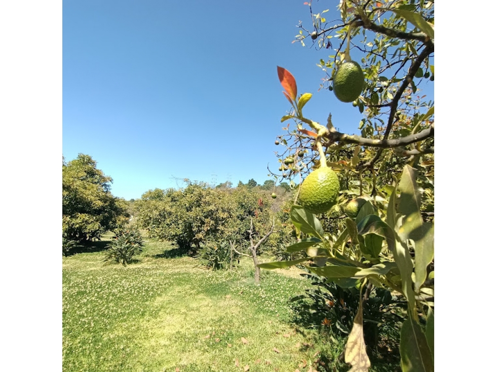 TERRENO EN SAN BARTOLO AMANALCO — foto 6