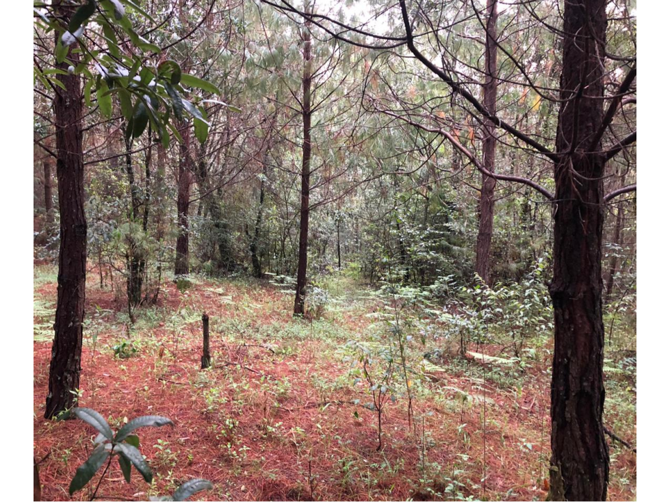 Terreno en Los Saúcos Valle de Bravo C — foto 5