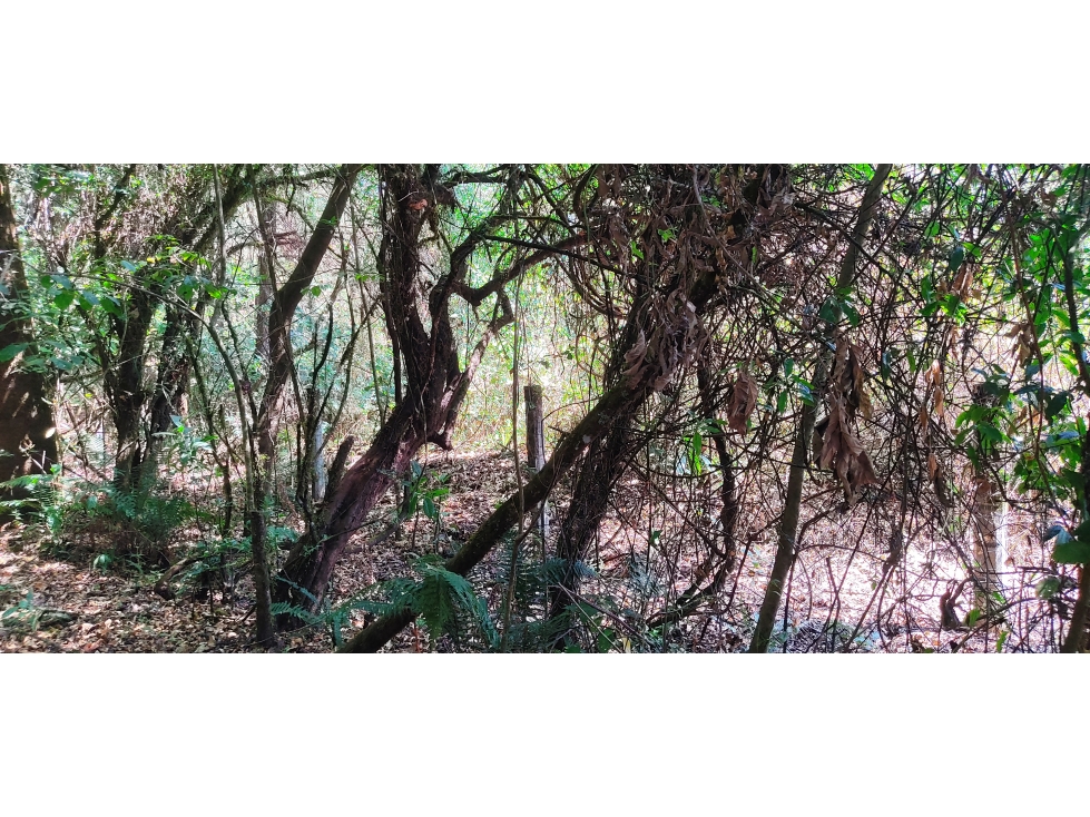 TERRENO EN VENTA EN EL FRESNO P — foto 5