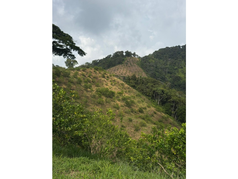 SE VENDE HERMOSA FINCA CON 37 HECTAREAS EN EL PLAYON - 1