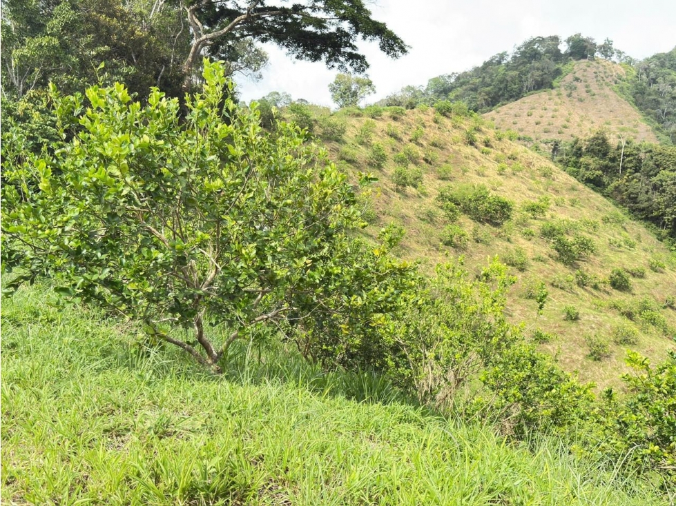 SE VENDE HERMOSA FINCA CON 37 HECTAREAS EN EL PLAYON - 2
