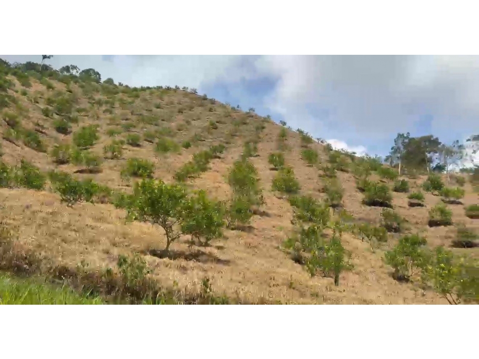 SE VENDE HERMOSA FINCA CON 37 HECTAREAS EN EL PLAYON - 5