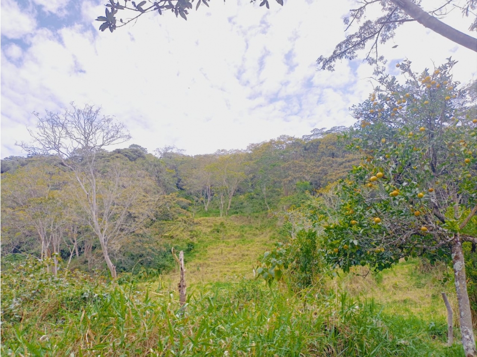 SE VENDE FINCA EL PARAISO, PUENTE NACIONAL. - 5