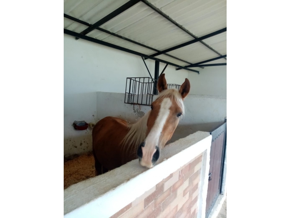Finca en Venta o Permuta en Barbosa, Antioquia - 6.400 m² — foto 4