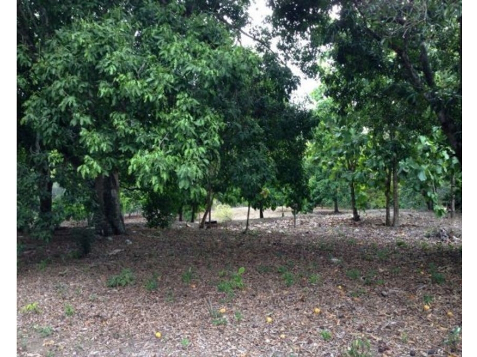 Lote en Sopetrán 5.444mt2, sector Turístico y campestre — foto 4