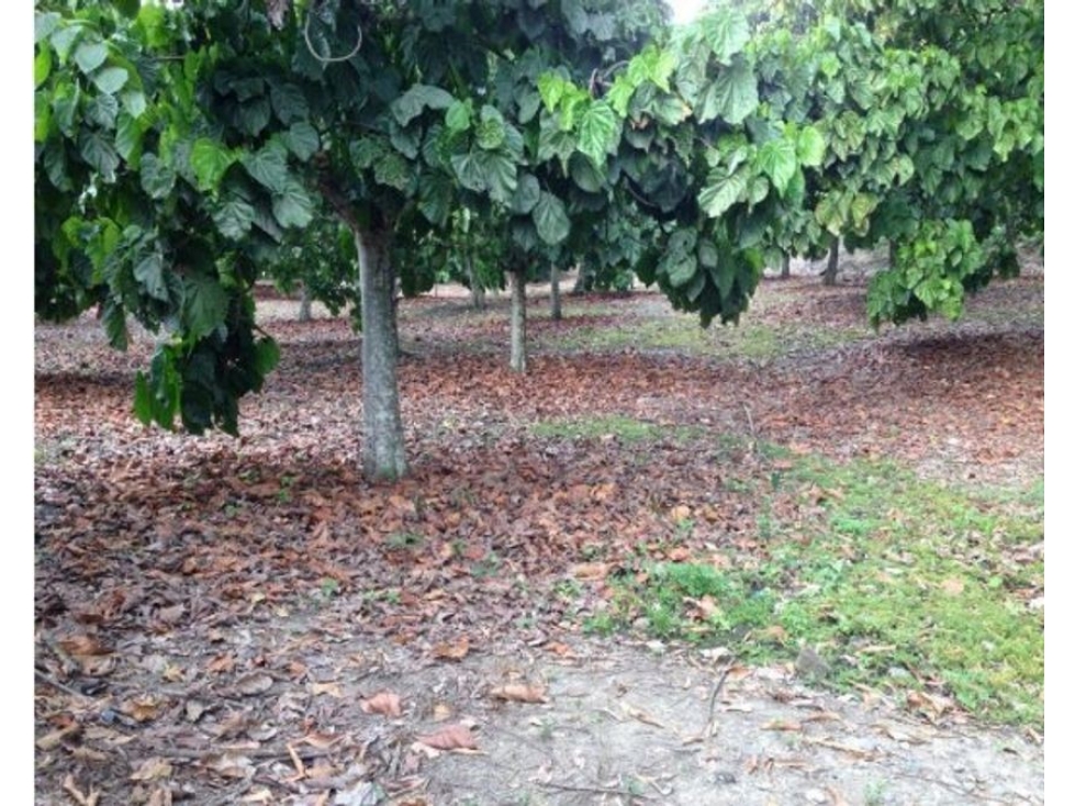 Lote en Sopetrán 5.444mt2, sector Turístico y campestre — foto 3