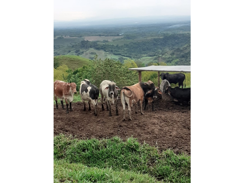 FINCA GANADERA - 3