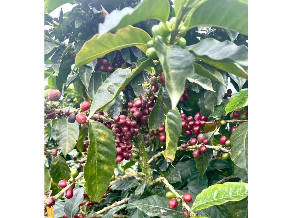 HACIENDA CAFETERA SANTA ROSA DE CABAL-RISARALDA — foto 2