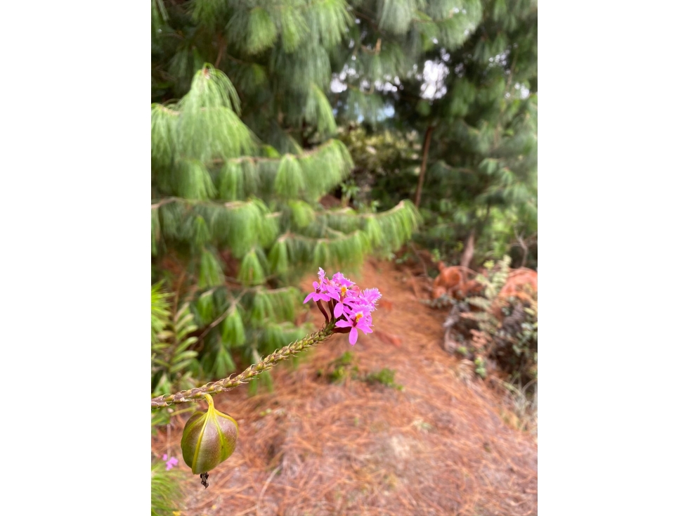 HACIENDA EN SOPO-PASTO - 6
