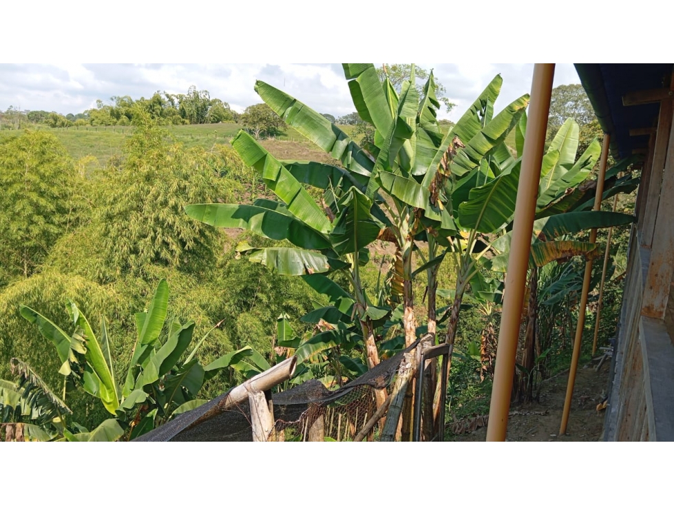 FINCA EN CIRCASIA VEREDA BARCELONA ALTA — foto 2