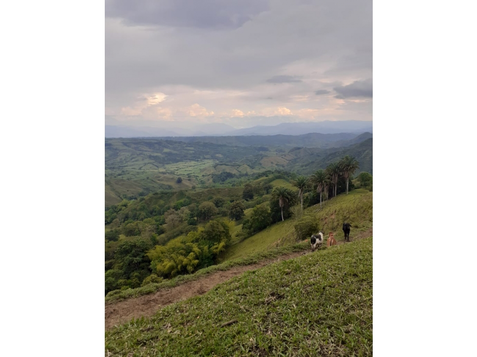 FINCA GANADERA - 2