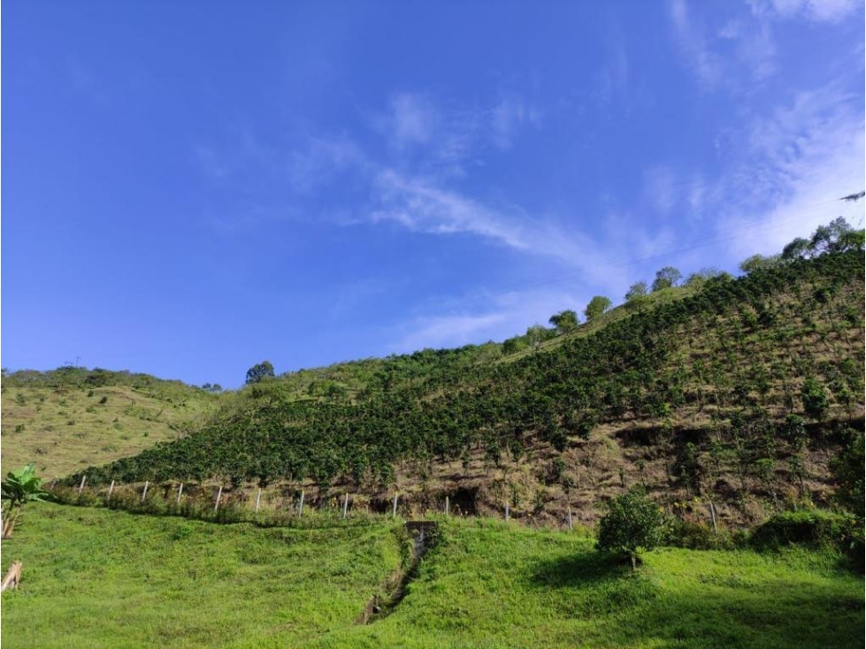 HACIENDA CAFETERA SANTA ROSA DE CABAL-RISARALDA — foto 4