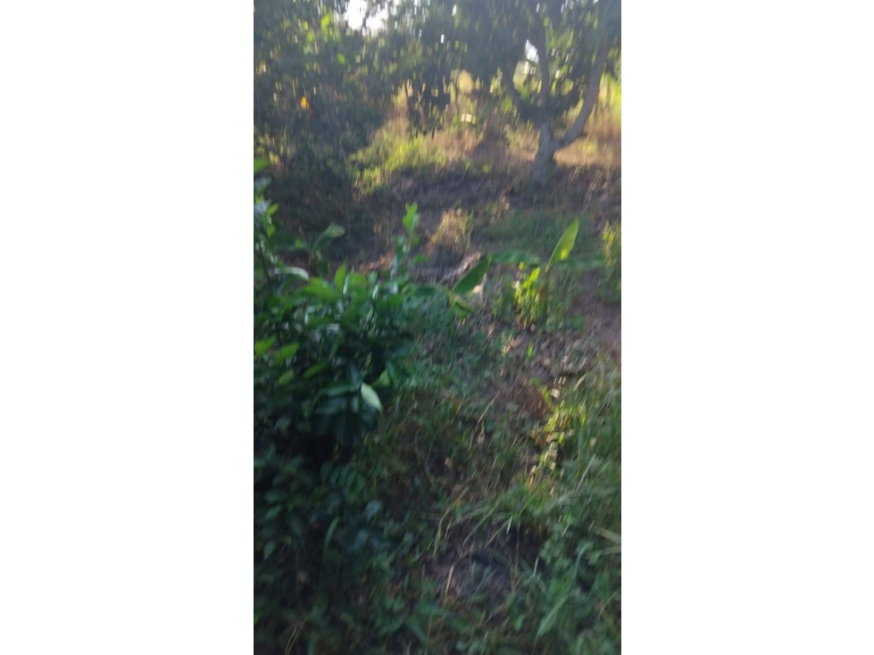 Villa Gorgona 17775 M2 FINCA PRODUCTIVA CERCA A CALI - 5