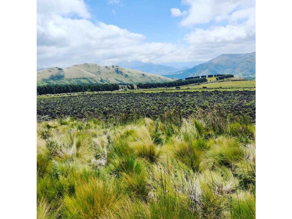5 Hectáreas en venta Olmedo- Cayambe - 2