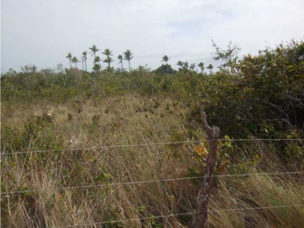 20 HECTAREAS DE TERRENO A POCOS MINUTOS DEL VALLE DE ANTÓN - 3