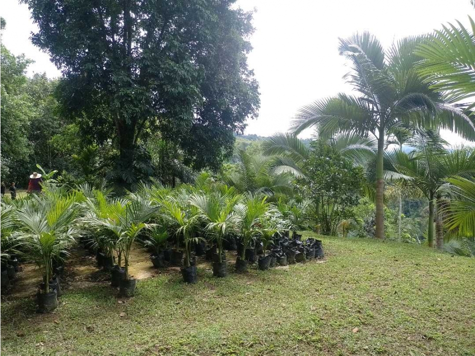 $270.000.000 COP? Lote Campestre Manizales, Vereda El Rodeo — foto 2