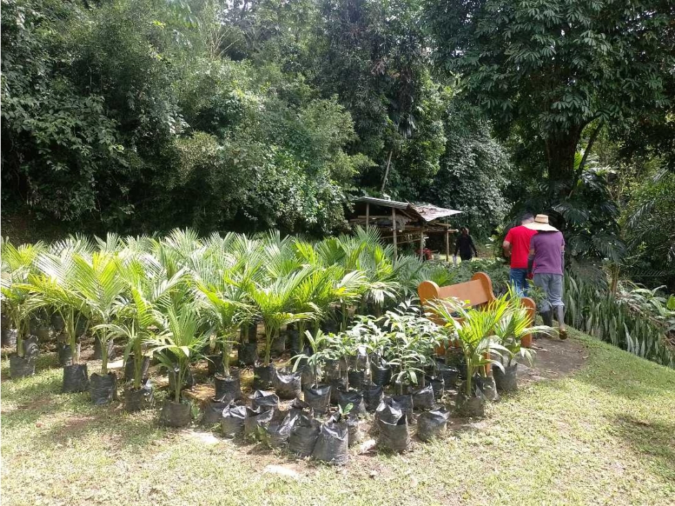 $270.000.000 COP? Lote Campestre Manizales, Vereda El Rodeo — foto 3