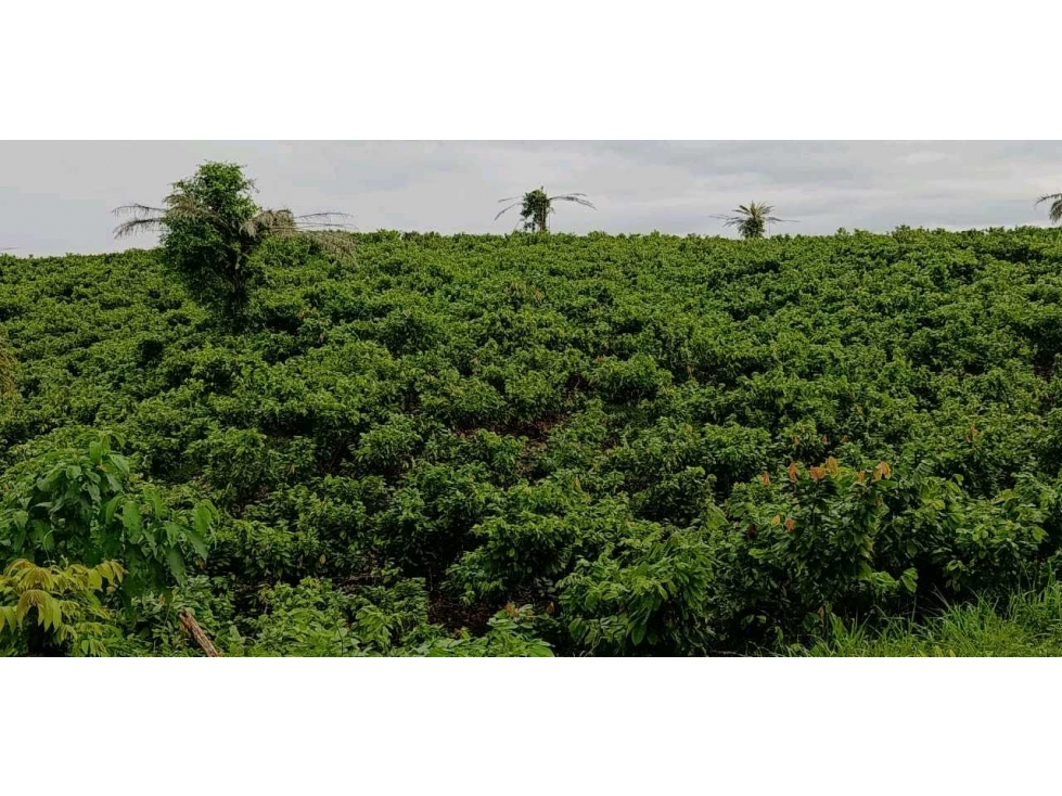 900mil hermosa hacienda en La Abundancia, Puerto Quito Área 80has - 2