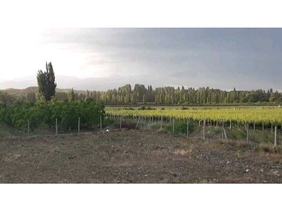 Excelentes terrenos en venta B°CERRADO PIEDRAS BLANCAS TUPUNGATO - 4