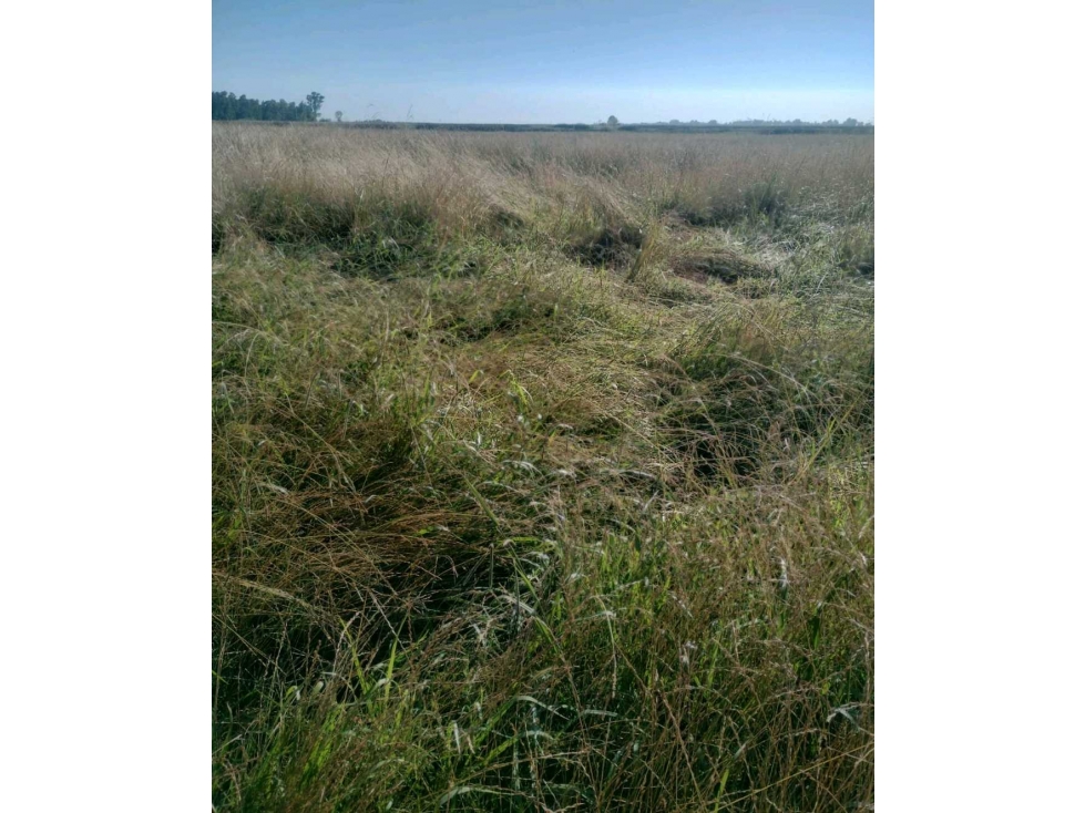CAMPO 1419 HAS, GANADERO, ALTO PENCOSO, SAN LUIS, ARGENTINA - 5