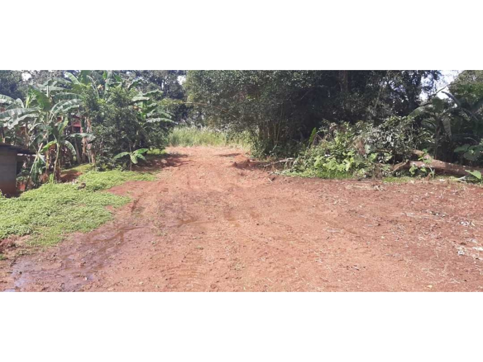 ALQUILO Y VENDO TERRENO DE 1949MTS EN PAMANÁ CHILIBRE - 3