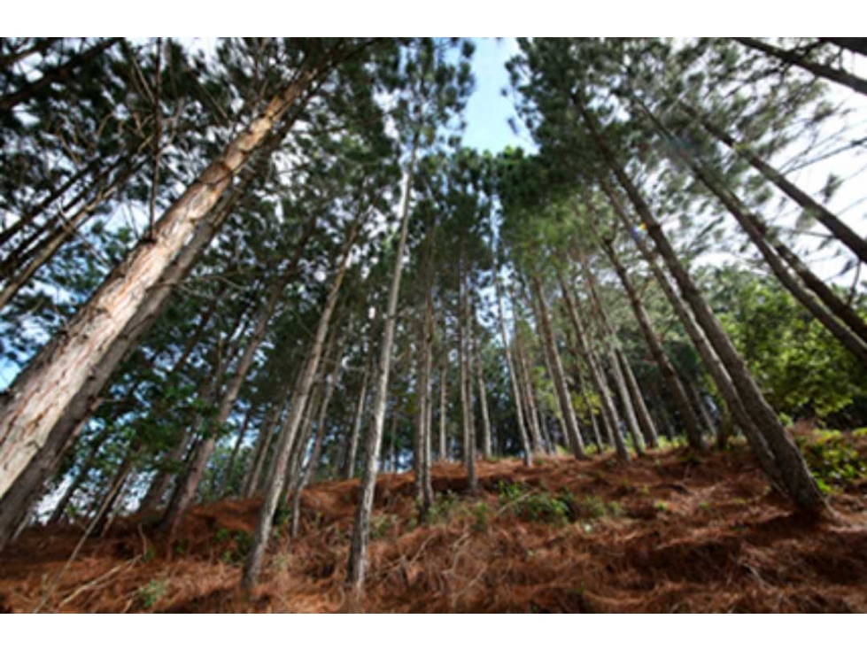 LOTE EN VENTA ALTOS DEL MARIA (BOSQUES DE GALICIA) - RM.P - 4