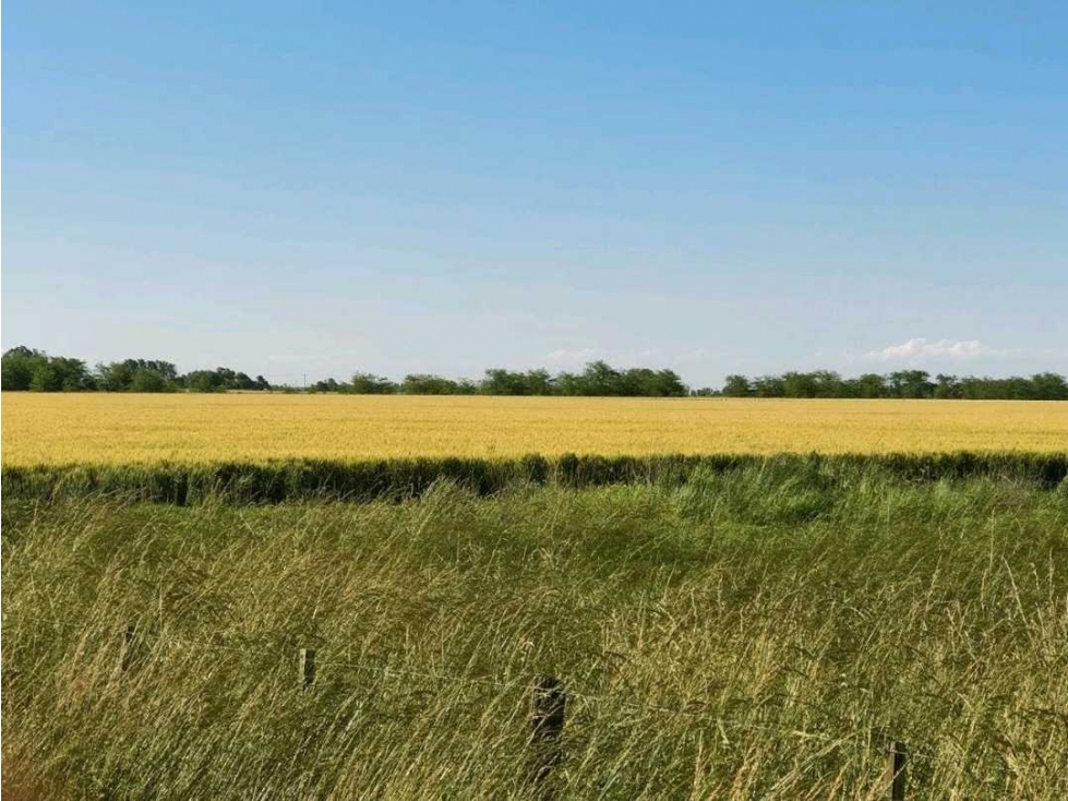 ARRENDAMIENTO CAMPO 130 HAS, AGRICOLA, LOMA VERDE, BS.AS, ARGENTINA - 1
