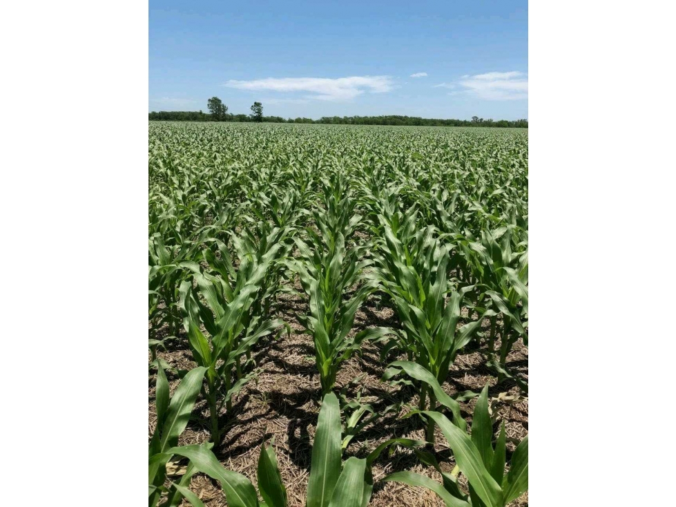 ARRENDAMIENTO CAMPO 130 HAS, AGRICOLA, LOMA VERDE, BS.AS, ARGENTINA - 2