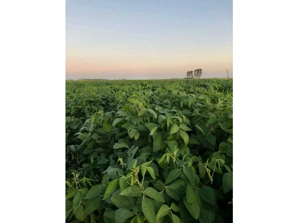 ARRENDAMIENTO CAMPO 130 HAS, AGRICOLA, LOMA VERDE, BS.AS, ARGENTINA - 6