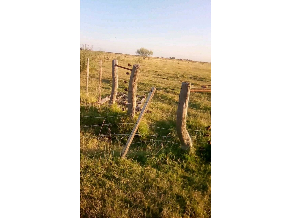 ARRENDAMIENTO CAMPO 154 HAS, GANADERO,CARLOS TEJEDOR, BS.AS, ARGENTINA - 2