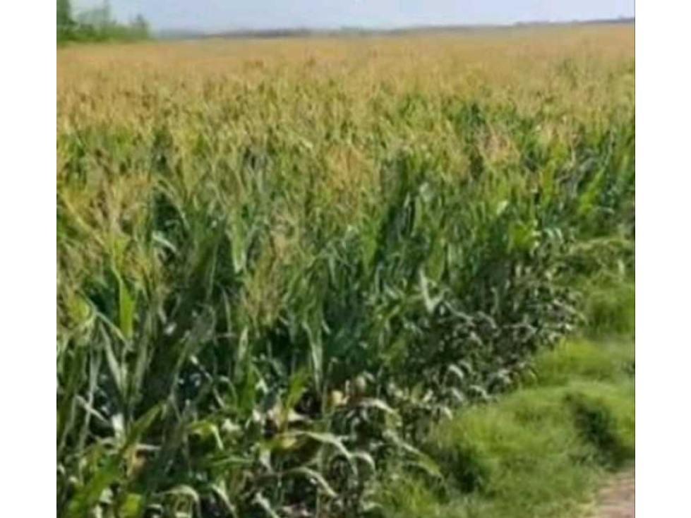 ARRENDAMIENTO CAMPO 940 HAS, MIXTO, SAN LUIS, ARGENTINA - 1