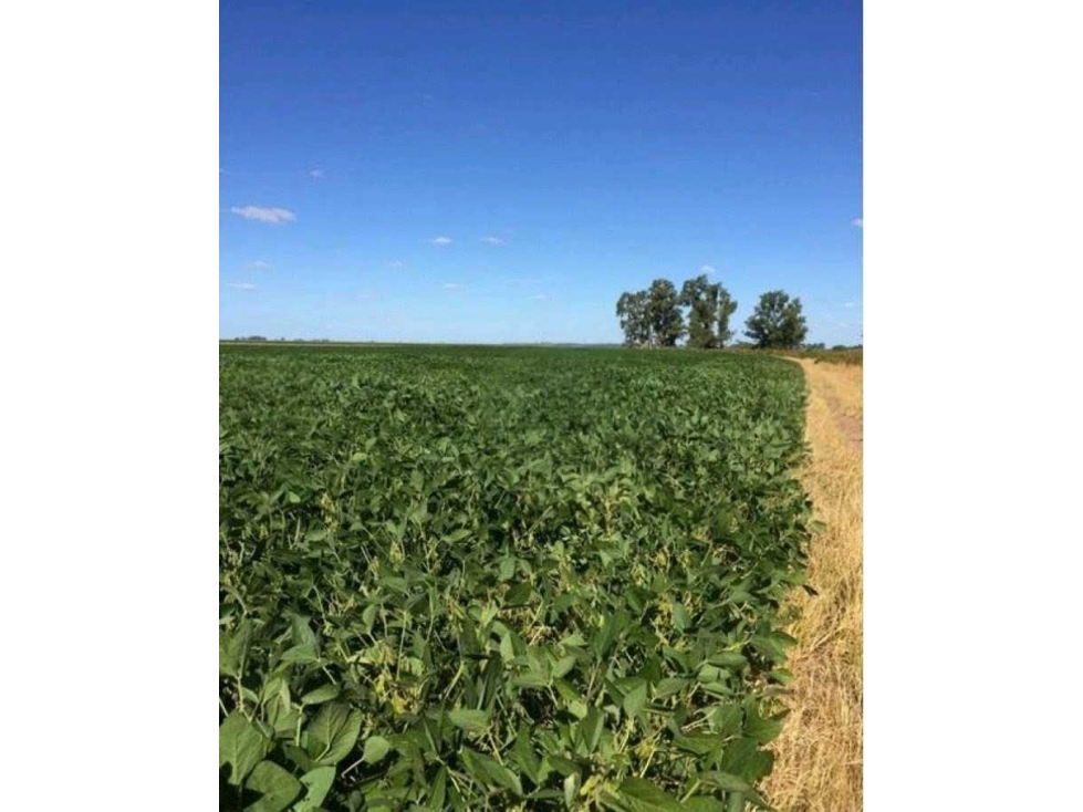ARRENDAMIENTO CAMPO 940 HAS, MIXTO, SAN LUIS, ARGENTINA - 2