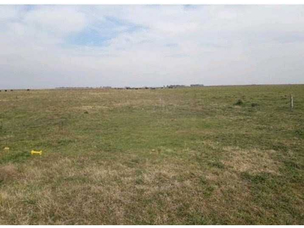 ARRENDAMIENTO CAMPO 940 HAS, MIXTO, SAN LUIS, ARGENTINA - 3