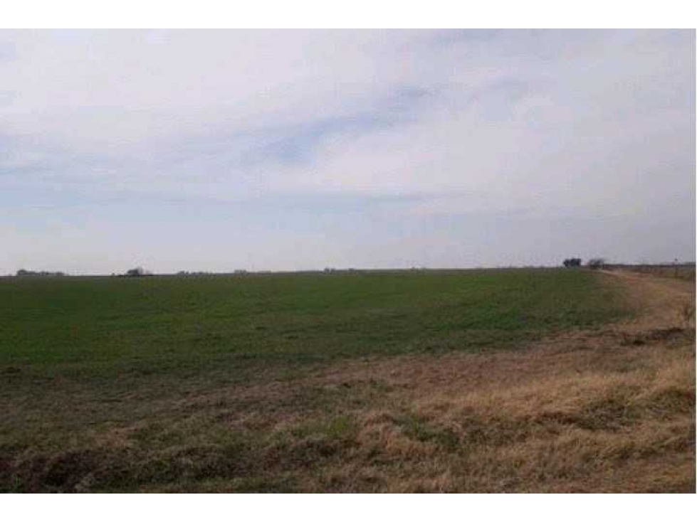 ARRENDAMIENTO CAMPO 940 HAS, MIXTO, SAN LUIS, ARGENTINA - 4