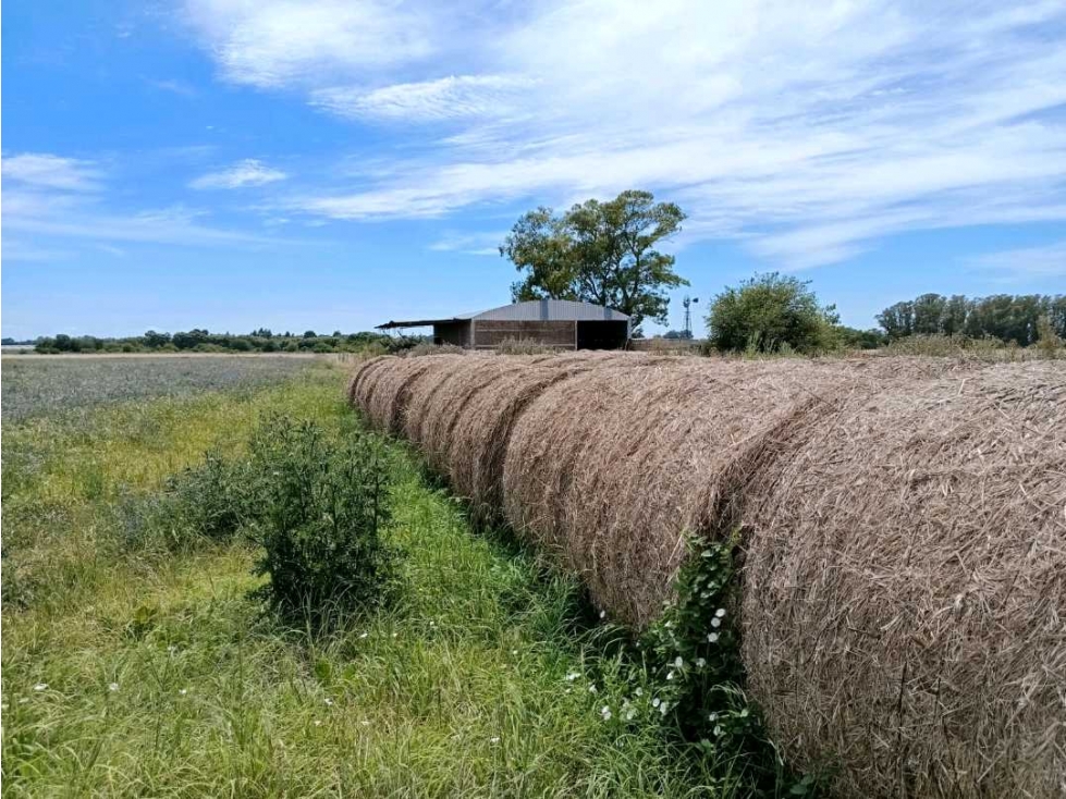 ARRENDAMIENTO CAMPO 23 HAS, OLMOS, LA PLATA, BUENOS AIRES, ARGENTINA - 4