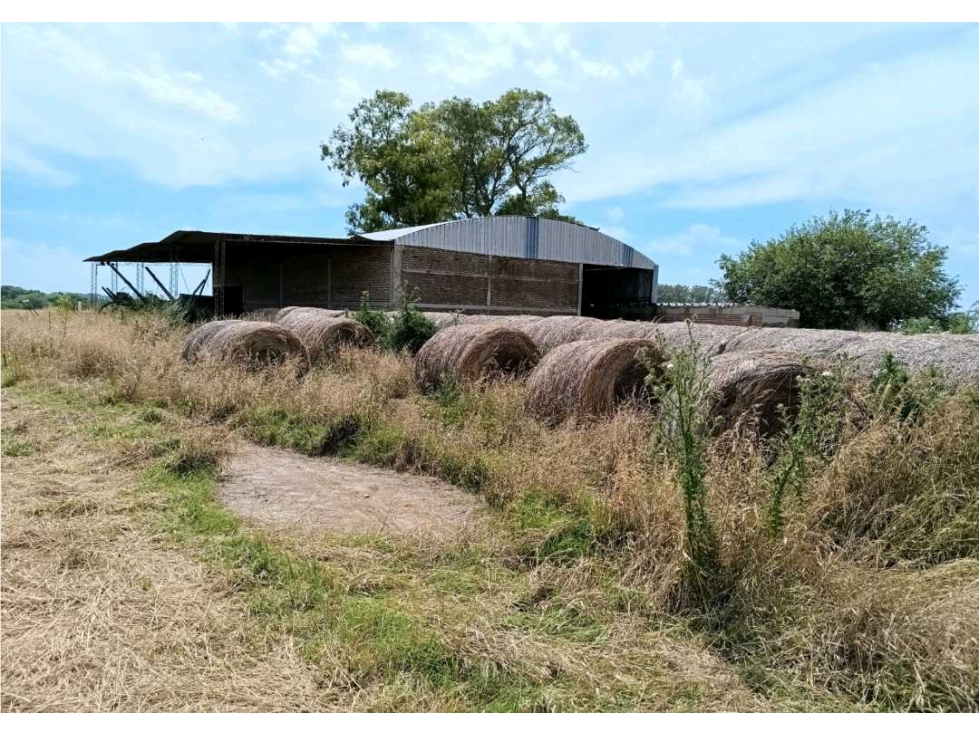 ARRENDAMIENTO CAMPO 23 HAS, OLMOS, LA PLATA, BUENOS AIRES, ARGENTINA - 5