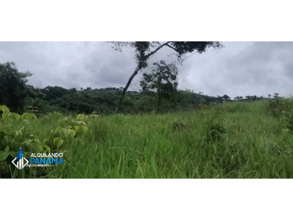 Atención agro inversionista! Vendo preciosa finca de 28 ha en Gualaca - 5