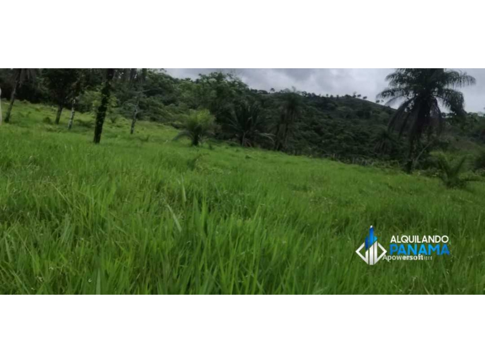 Atención agro inversionista! Vendo preciosa finca de 28 ha en Gualaca - 6