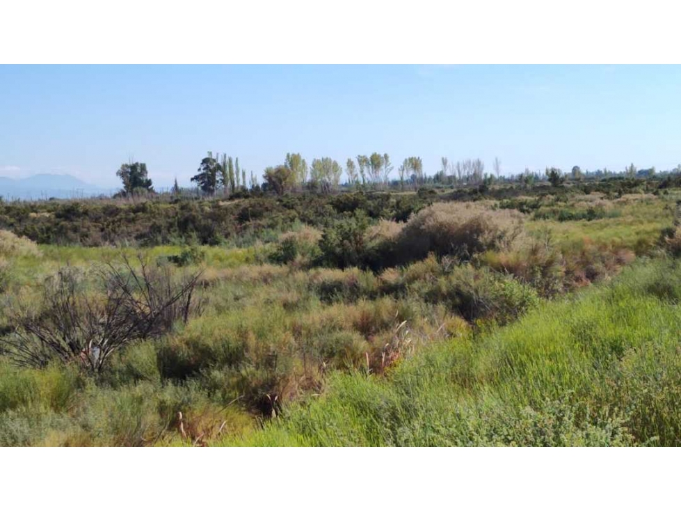 VENTA DE EXCELENTE FINCA 8.1 HAS EN LOS CORRALITOS, GUAYMALLÉN-MZA. - 4