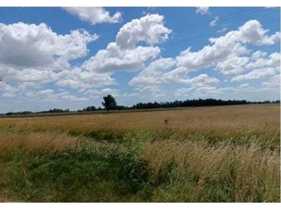 CAMPO 174 HECTAREAS, MIXTO, CORONEL BRANDSEN, BS.AS, ARGENTINA - 1