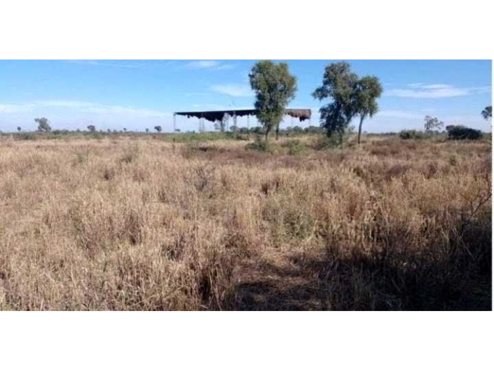 CAMOO 760 HECTAREAS, MALBRAN, SANTIAGO DEL ESTERO, ARGENTINA - 4
