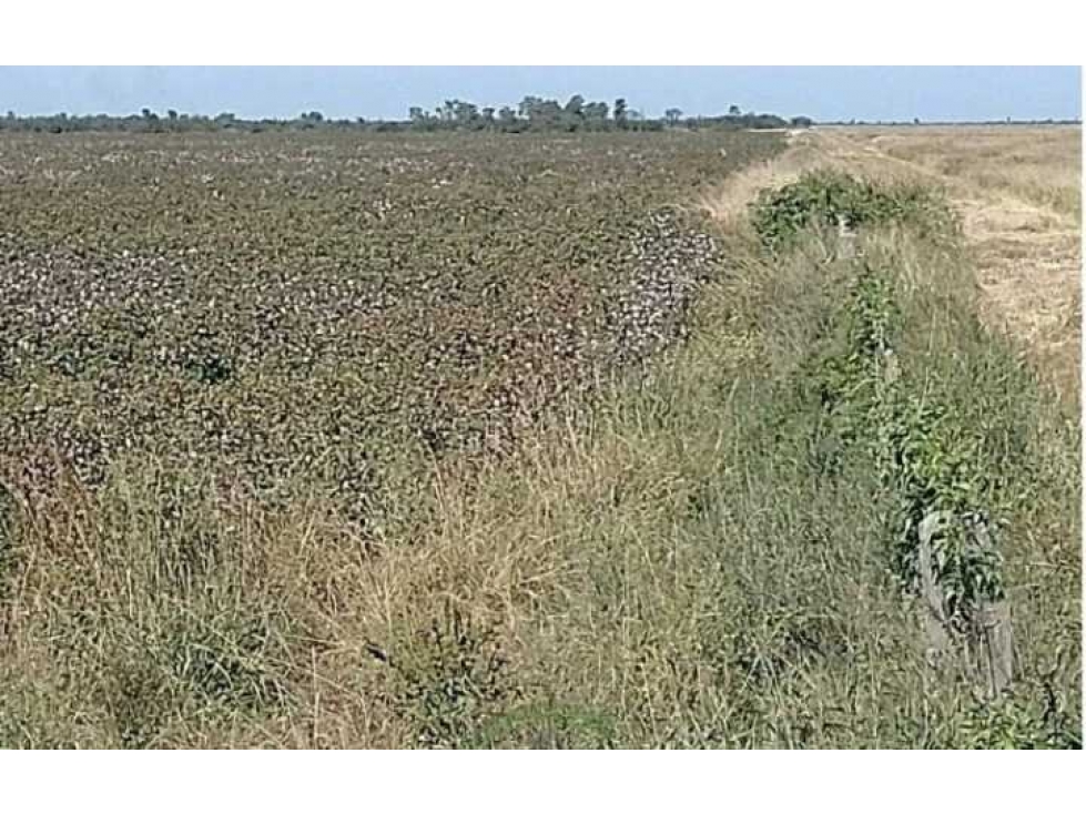 CAMOO 760 HECTAREAS, MALBRAN, SANTIAGO DEL ESTERO, ARGENTINA - 6