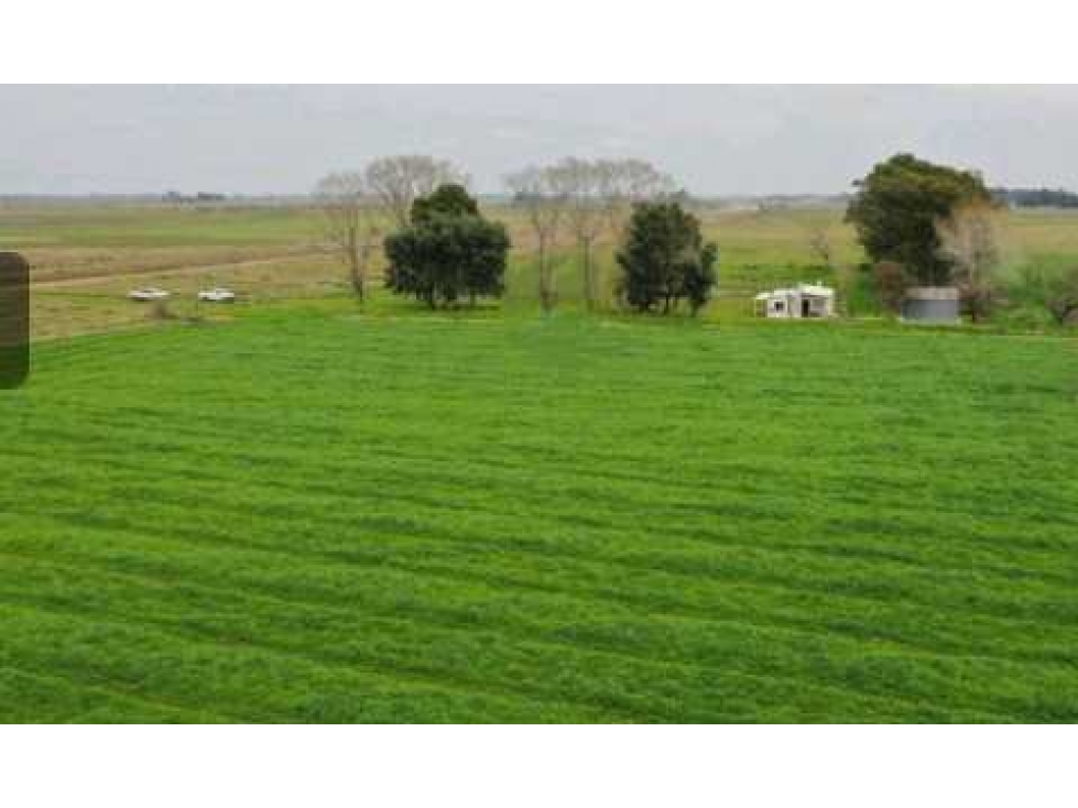 CAMPO1795 HAS GANADERO, CHASCOMUS, PCIA.BUENOS AIRES, ARGENTINA - 3