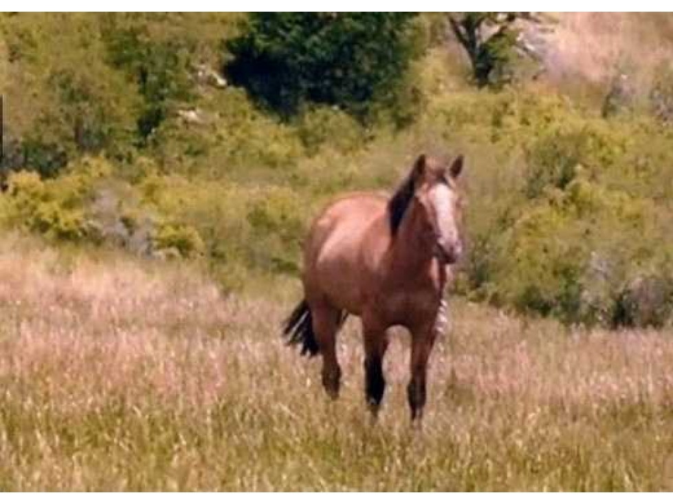 CAMPO 10.000 HECTAREAS, MIXTO NEUQUEN, ARGENTINA - 2