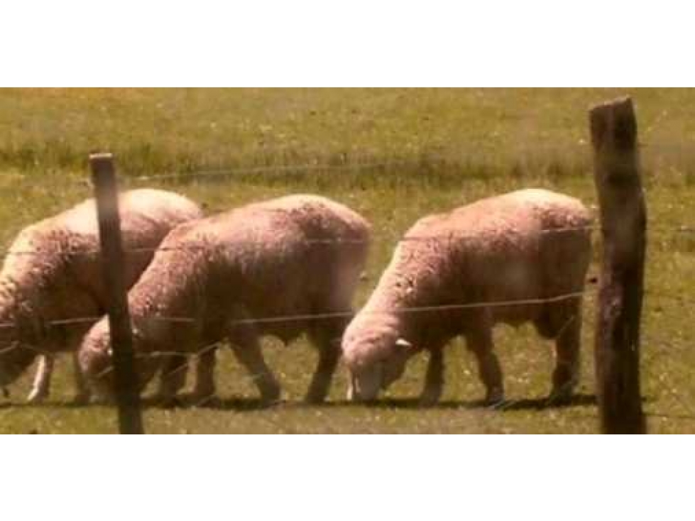 CAMPO 10.000 HECTAREAS, MIXTO NEUQUEN, ARGENTINA - 6