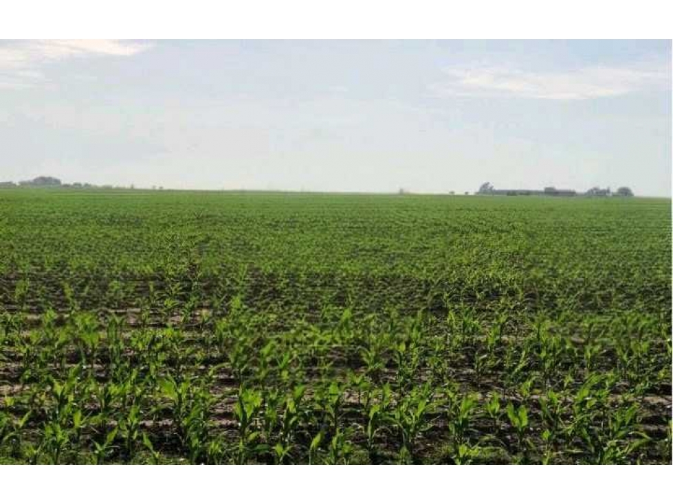 CAMPO 100 HECTAREAS, AGRICOLA, SAN PEDRO, CORDOBA, ARGENTINA - 1