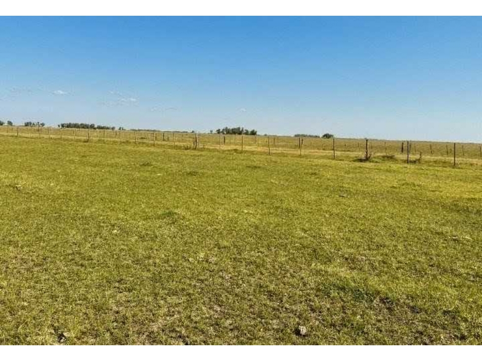 CAMPO 100 HAS, AGRICOLA, GENERAL VILLEGAS, BUENOS AIRES, ARGENTINA - 1