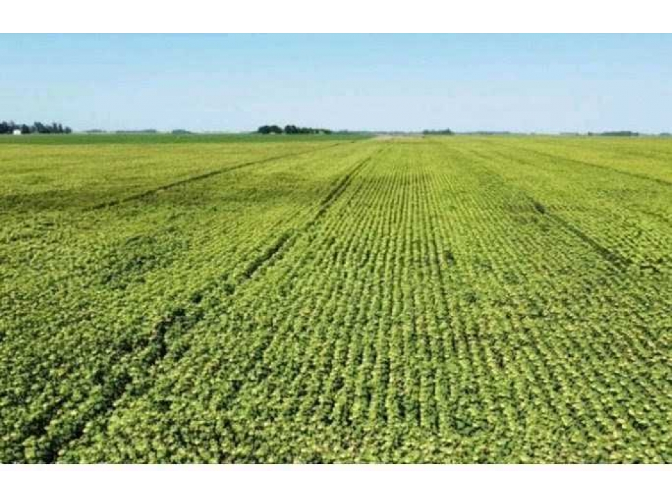 CAMPO 100 HECTAREAS, AGRICOLA, BALCARCE, BUENOS AIRES, ARGENTINA - 2