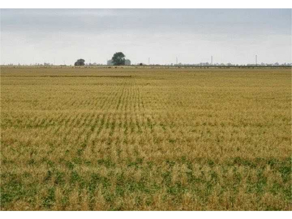 CAMPO 1027 HAS, AGRICOLA, GENERAL LA MADRID, BUENOS AIRES, ARGENTINA - 2