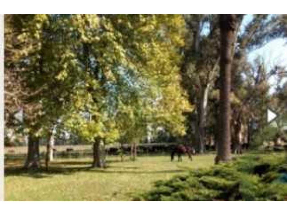 CAMPO 105 HECTAREAS, MIXTO, SAN VICENTE, BUENOS AIRES, ARGENTINA - 3